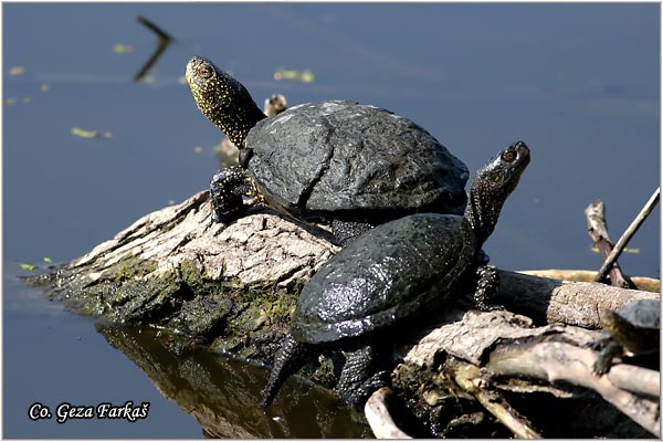 91_european_pond_turtle.jpg - European Pond Turtle,  Emys orbicularis