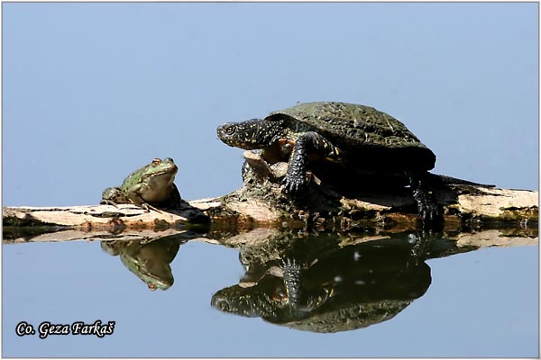 92_european_pond_turtle.jpg - European Pond Turtle,  Emys orbicularis
