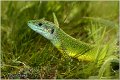 04_european_green_lizard