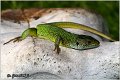 06_european_green_lizard