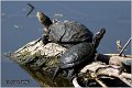 91_european_pond_turtle