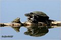 92_european_pond_turtle
