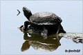 93_european_pond_turtle