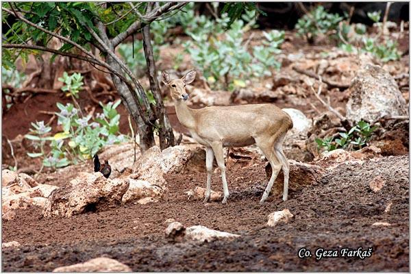 03_deer.jpg - Deer, Location: Tailand