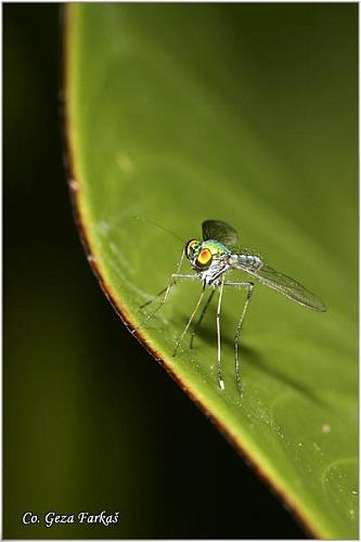 12_diptera.jpg - Fly, Order diptera, Location: Tailand, Koh Phangan