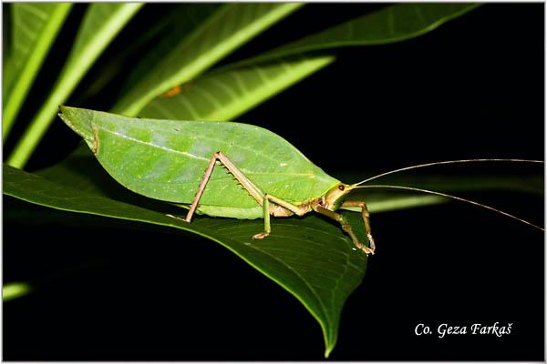 13_katydid.jpg - Katydid, Order Orthoptera, Location: Tailand, Koh Phangan