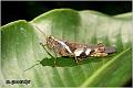14_grasshopper