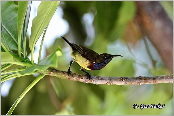 05_olive-backed_sunbird.jpg - Olive-backed Sunbird,  Cinnyris jugularis, Location: Koh Phangan, Thailand
