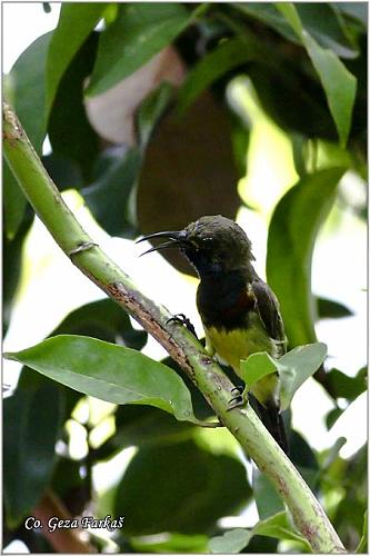 06_olive-backed_sunbird.jpg - Olive-backed Sunbird,  Cinnyris jugularis, Location: Koh Phangan, Thailand