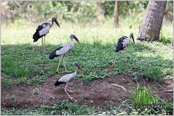 08_asian_openbill.jpg - Asian Openbill Stork, Anastomus oscitans, Location: Ayuthaya, Thailand
