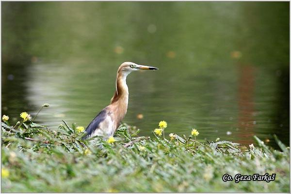 09_chinese_pond_heron.jpg - Chinese Pond Heron, Ardeola bacchus, Location: Ayuthaya, Thailand