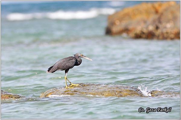 11_pacific_reef_egret.jpg - Pacific Reef Egret, Egretta sacra, Location: Koh Phangan, Thailand