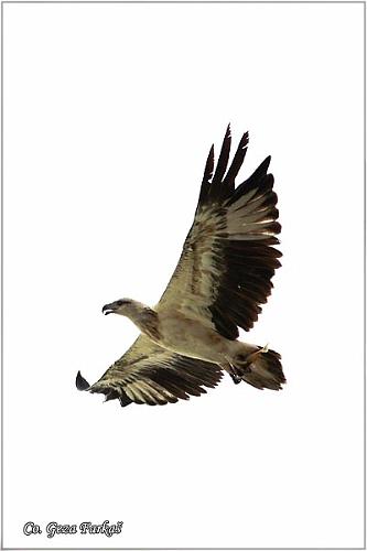 18_white-bellied_sea-eagle.jpg - White-bellied Sea-eagle, Haliaeetus leucogaster, Location: Koh Phangan, Thailand