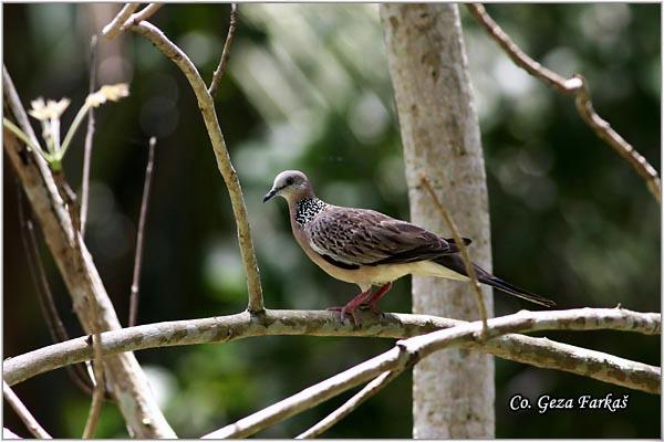 37_spotted_dove.jpg - Spotted Dove, Streptopelia chinensis, Location: Koh Phangan, Thailand