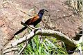 23_greater_coucal