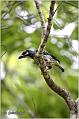 32_coppersmith_barbet