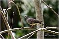 37_spotted_dove