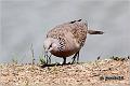 38_spotted_dove