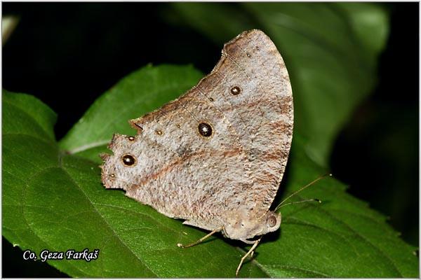 07_common_evening_brown.jpg - Common Evening Brown, Melanitis leda, Location: Koh Phangan, Thailand