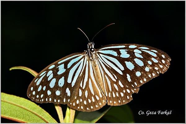 20_blue_glassy_tiger.jpg - Blue glassy tiger, Ideopsis similis, Location: Koh Phangan, Thailand