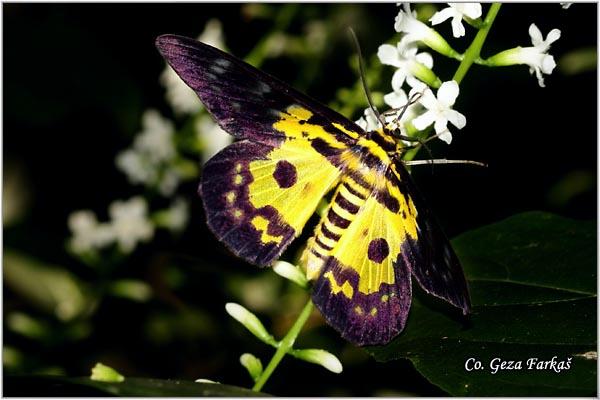 31_yellow_moth.jpg - Yellow moth, Disphania militaris , Location: Koh Phangan, Thailand
