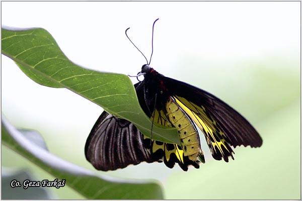 39_golden_birdwing.jpg - Golden birdwing, Troides aeacus malaiianus,Location: Koh Phangan, Thailand