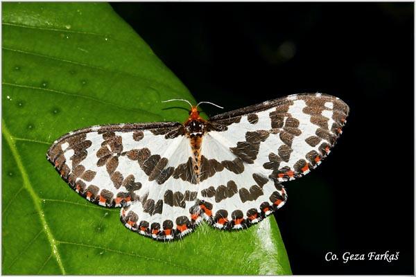 44_unknown_moth.jpg - Unknown moth speaces, Location: Koh Phangan, Thailand
