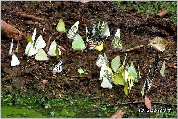 45_butterfly_puddling.jpg - Butterfly puddling, Location: Bangkok, Thailand