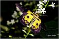 31_yellow_moth