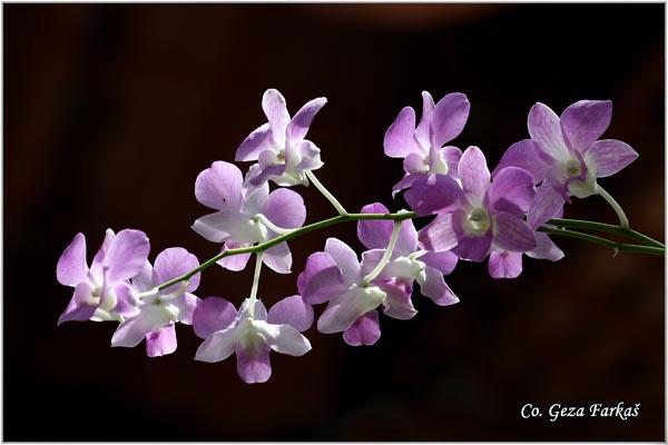 01_orchid.jpg - Orchid,  Orhideje, Mesto - Location: Tailand, Koh Phangan