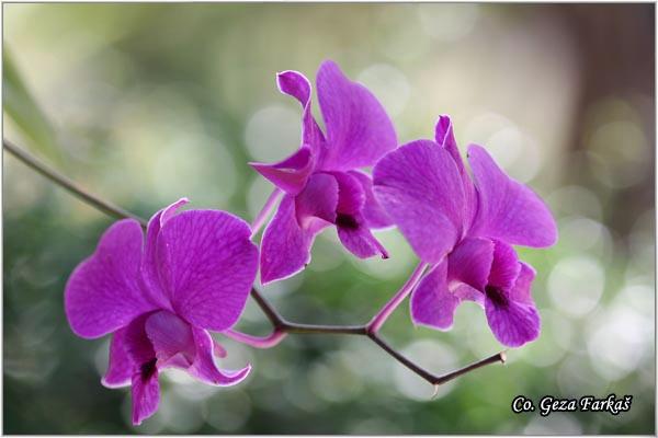 02_orchid.jpg - Orchid,  Orhideje, Mesto - Location: Tailand, Koh Phangan