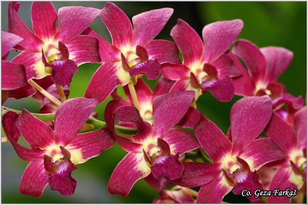 04_orchid.jpg - Orchid,  Orhideje, Mesto - Location: Tailand, Koh Phangan