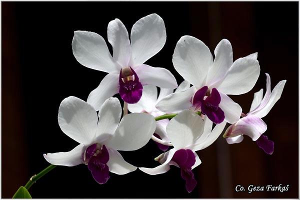 05_orchid.jpg - Orchid,  Orhideje, Mesto - Location: Tailand, Koh Phangan