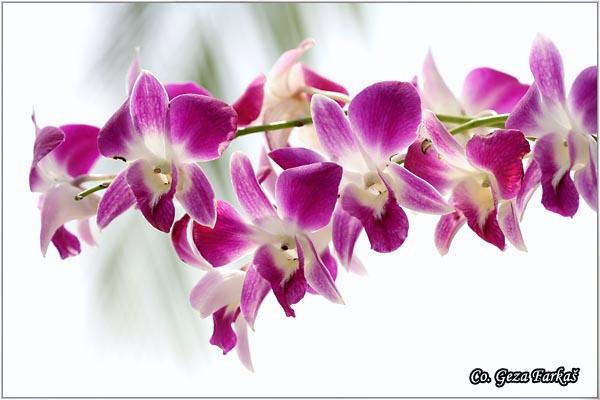 06_orchid.jpg - Orchid,  Orhideje, Mesto - Location: Tailand, Koh Phangan