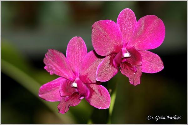 07_orchid.jpg - Orchid,  Orhideje, Mesto - Location: Tailand, Koh Phangan