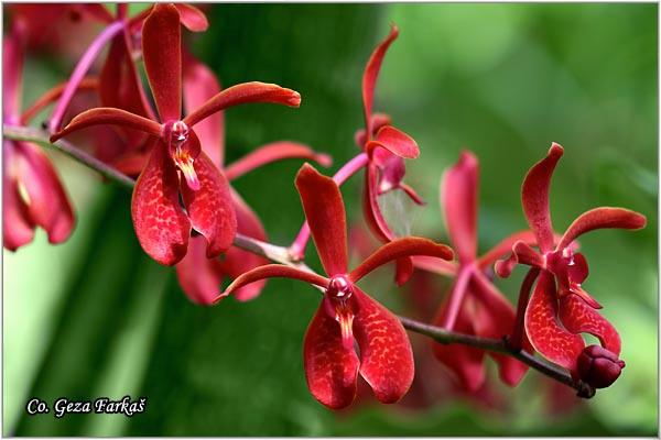 10_orchid.jpg - Orchid,  Orhideje, Mesto - Location: Tailand, Koh Phangan