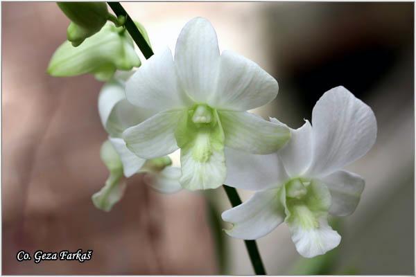 11_orchid.jpg - Orchid,  Orhideje, Mesto - Location: Tailand, Koh Phangan