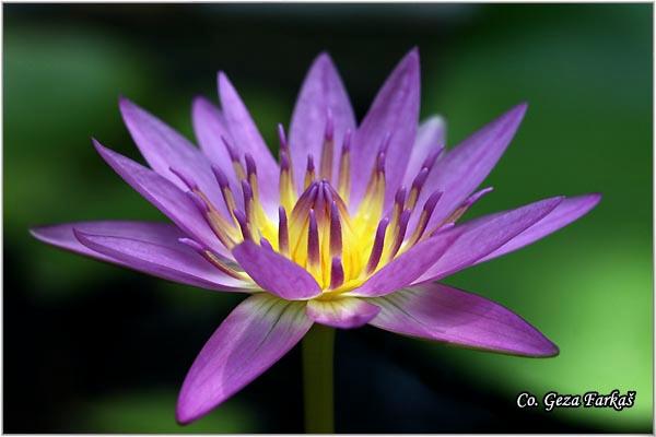 13_lotus.jpg - Lotus,  Lotos, Mesto - Location: Tailand, Koh Phangan