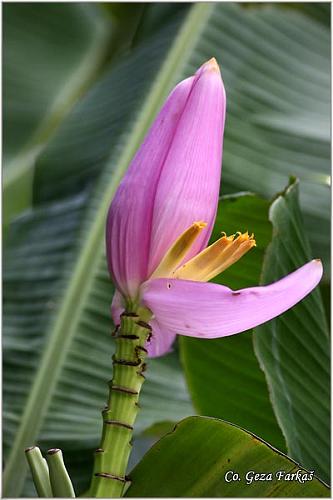 16_banana_flower.jpg - Banana flower, Cvet banane, Mesto - Location: Tailand, Koh Phangan