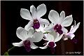 05_orchid