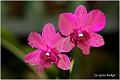 07_orchid