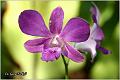 08_orchid