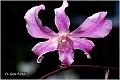 09_orchid