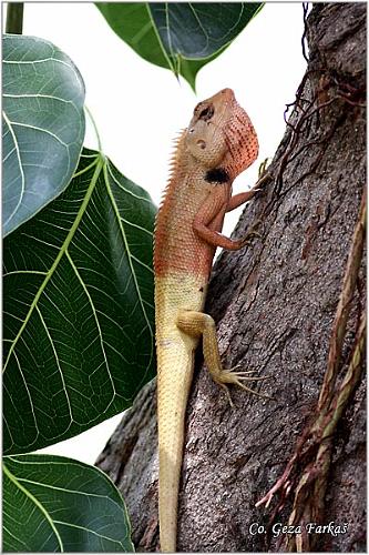 06_changeable_lizard.jpg - Changeable Lizard, Calotes versicolor, Location: Koh Phangan, Thailand