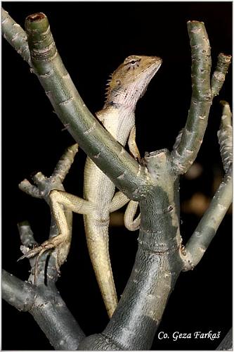 07_changeable_lizard.jpg - Changeable Lizard, Calotes versicolor, Location: Koh Phangan, Thailand