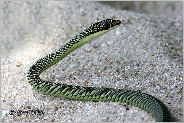 11_golden_tree_snake.jpg - Golden Tree Snake, Chrysopelea ornata ornatissima, Location: Koh Phangan, Thailand