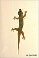 09_flat_tailed_gecko